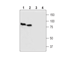 Anti-HCN3 (extracellular) Antibody