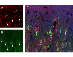 Anti-Piezo1 (extracellular)-ATTO Fluor-550 Antibody