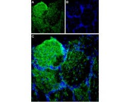 Anti-Piezo1 (extracellular) Antibody