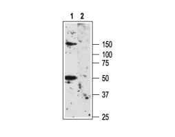 Anti-K<sub>V</sub>1.3 (KCNA3) (extracellular) Antibody