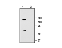 Anti-KCNC3 (K<sub>V</sub>3.3) Antibody