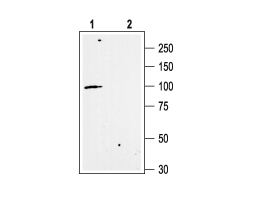 Anti-KCNN3 (K<sub>Ca</sub>2.3, SK3) (C-term) Antibody