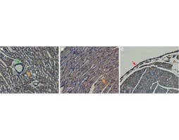 Anti-KCNH2 (HERG) (extracellular) Antibody