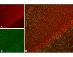 Anti-KCNH7 (erg3) Antibody