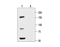 Anti-K<sub>V</sub>12.1 (KCNH8) Antibody