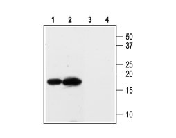 Anti-KCNE3 (MiRP2) Antibody