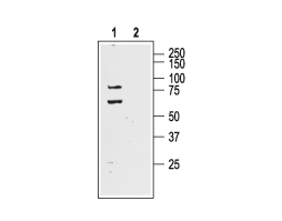 Anti-K<sub>V</sub>4.1 (KCND1) Antibody