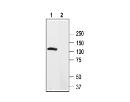 Anti-K<sub>V</sub>2.2 (KCNB2) Antibody