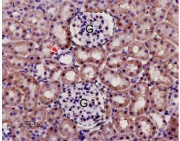 Anti-KCNK13 (THIK-1) (extracellular) Antibody