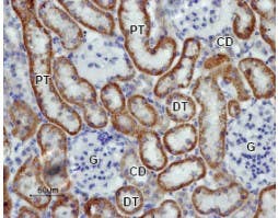 Anti-K<sub>ir</sub>5.1 Antibody