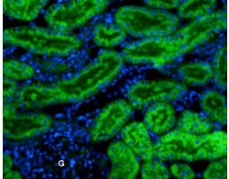 Anti-K<sub>ir</sub>7.1 (extracellular)-ATTO Fluor-488 Antibody