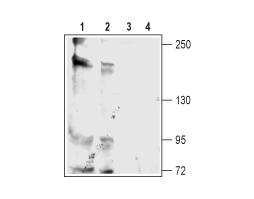 Anti-KCNT2 (Slick) Antibody