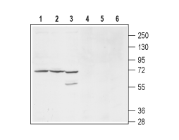 Anti-KCNS1 (K<sub>V</sub>9.1) (extracellular) Antibody