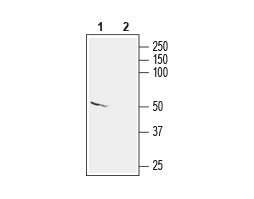 Anti-KCNS2 (K<sub>V</sub>9.2) Antibody