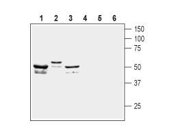Anti-KCNF1 (K<sub>V</sub>5.1) Antibody
