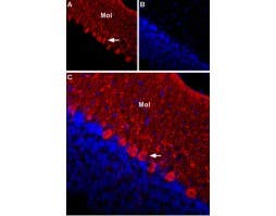 Anti-KCNG1 (K<sub>V</sub>6.1) (extracellular) Antibody