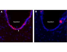 Anti-K<sub>V</sub>6.4 (KCNG4) Antibody