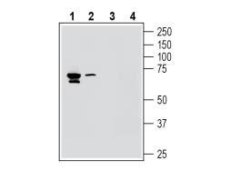 Anti-K<sub>V</sub>8.1 (KCNV1) Antibody
