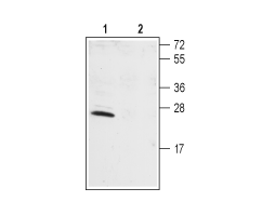 Anti-KChIP1 (KCNIP1) Antibody