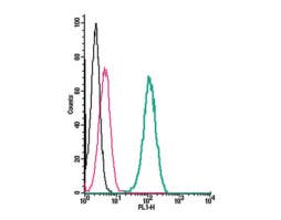Anti-KCNMA1 (K<sub>Ca</sub>1.1) (extracellular) Antibody