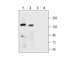 Anti-KCNMA1 (K<sub>Ca</sub>1.1) (extracellular) Antibody