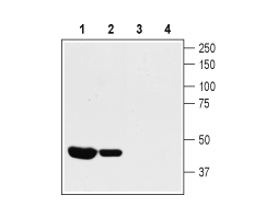 Anti-K<sub>V</sub>1.8 Antibody