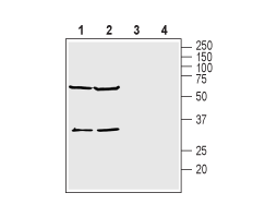 Anti-KCNK15 (TASK-5) (extracellular) Antibody