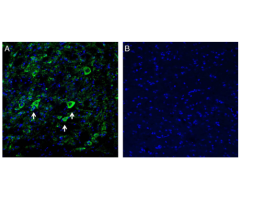 Anti-K<sub>ir</sub>2.1/KCNJ2 (extracellular) Antibody