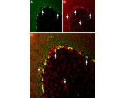 Anti-K<sub>V</sub>1.2 (KCNA2) Antibody