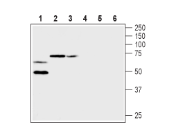 Anti-K<sub>V</sub>1.2 (KCNA2) (extracellular) Antibody