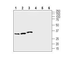 Anti-KCNE1 (IsK) Antibody