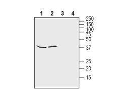 Anti-K<sub>ir</sub>4.1 (KCNJ10) (extracellular) Antibody