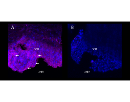 Anti-KCNQ1 (extracellular)-ATTO Fluor-647N Antibody