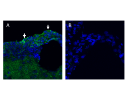 Anti-KCNQ1 (extracellular) Antibody