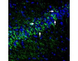 Anti-KCNK12 (THIK-2) (extracellular) Antibody