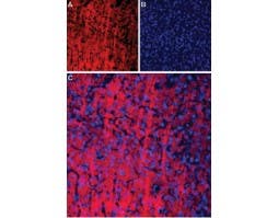 Anti-P2X2 Receptor-ATTO Fluor-594 Antibody