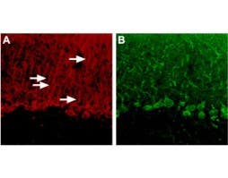 Anti-P2Y4 Receptor Antibody