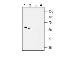 Anti-P2Y2 Receptor Antibody