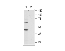 Anti-P2Y6 Receptor Antibody