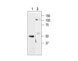 Anti-Human P2Y11 Receptor Antibody