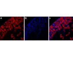 Anti-P2X3 Receptor-ATTO Fluor-594 Antibody