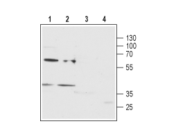 Anti-P2Y12 Receptor (extracellular) Antibody