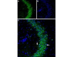 Anti-P2Y1 Receptor (extracellular)-ATTO Fluor-488 Antibody