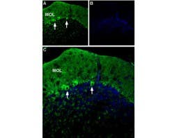 Anti-P2X1 Receptor (extracellular)-ATTO Fluor-488 Antibody