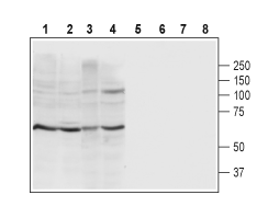 Anti-P2X4 Receptor (extracellular) Antibody