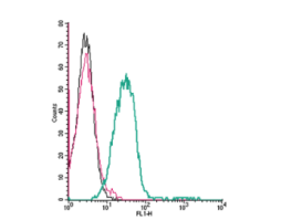 Anti-P2X3 Receptor (extracellular) Antibody