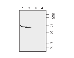 Anti-P2X6 Receptor (extracellular) Antibody