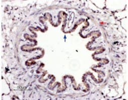 Anti-PAR4 (F2RL3) (extracellular) Antibody