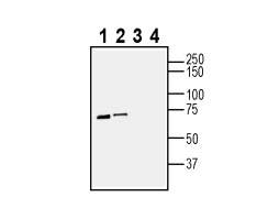 Anti-PAR1 (F2R) (extracellular) Antibody