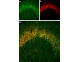 Anti-PTH2R (extracellular)-ATTO Fluor-488 Antibody